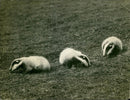 Three Animal Baby Badgers. - Vintage Photograph