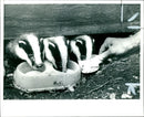 Animal Badger Three Abandoned Cubs. - Vintage Photograph