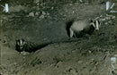 Animal Badger - Vintage Photograph