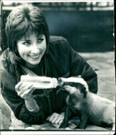 Animal Badger, Liz Fitzpatrick. - Vintage Photograph