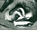 Animal Badger at Phillip Wayre's Wildlife. - Vintage Photograph
