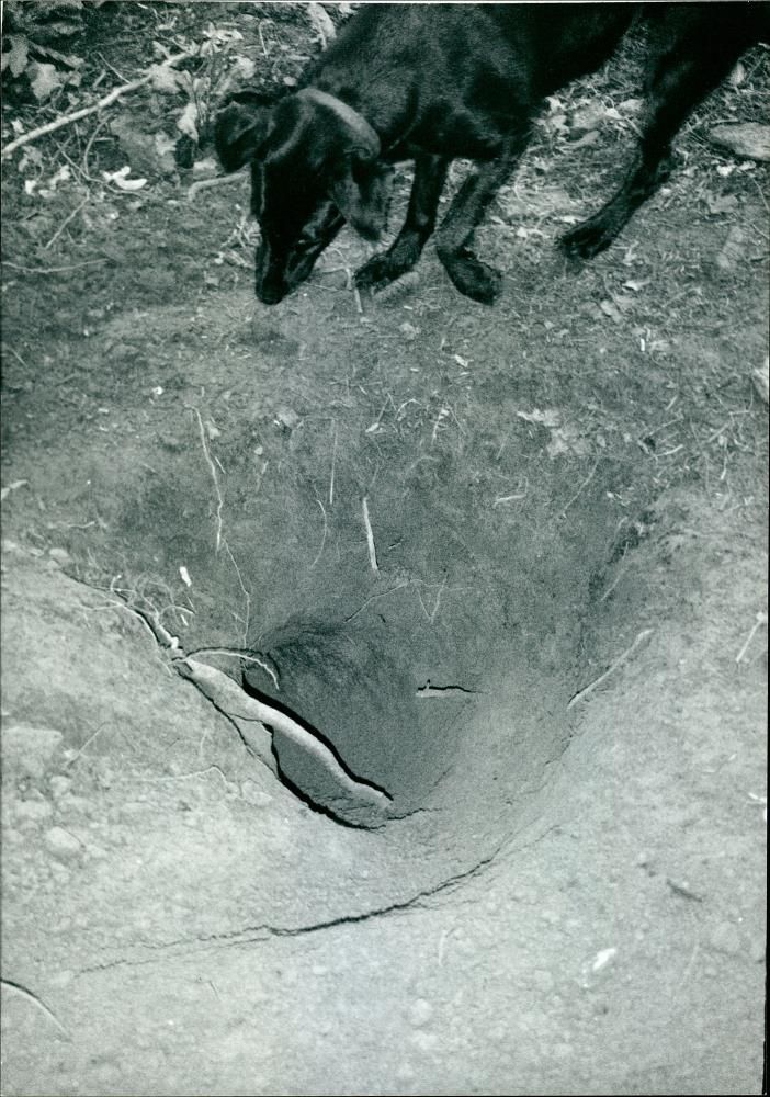 Animal Badger - Vintage Photograph