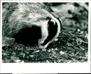 Animal Badger Native British Species. - Vintage Photograph