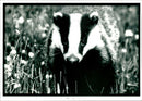 Animal Badger - Vintage Photograph