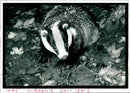 Animal Badgers Illegal Contests. - Vintage Photograph