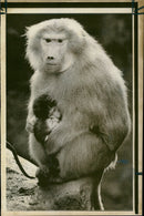 Animal Baboon. - Vintage Photograph
