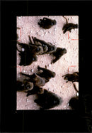 Animal Baboon. - Vintage Photograph