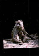 Animal Baboon. - Vintage Photograph
