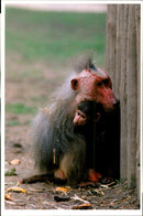 Neil the oldest male in the Hamadryas Baboon. - Vintage Photograph