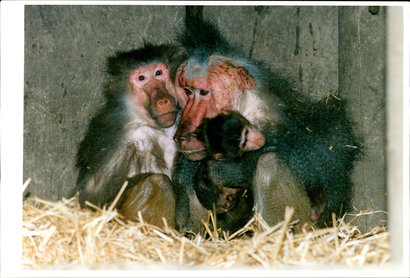 Animal Baboon. - Vintage Photograph