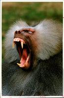 An Hamadryas Baboon. - Vintage Photograph