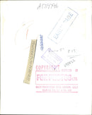 Two week old west african olive Baboon. - Vintage Photograph