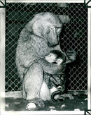 Two week old west african olive Baboon. - Vintage Photograph
