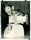A seven week old olive Baboon abandoned at birth. - Vintage Photograph