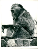 The Chacma Baboon found in South Africa. - Vintage Photograph