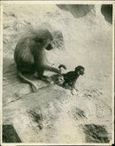 Mother Baboon's effective method of restraining her small son. - Vintage Photograph