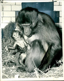Ruby the mother Baboon which shares the cage. - Vintage Photograph