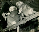 Sacred Baboons from Abbysinnia. - Vintage Photograph