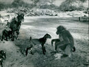 Ahla the Baboon takes long look at cae of the goats in her charge. - Vintage Photograph