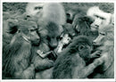 Animal Baboon. - Vintage Photograph
