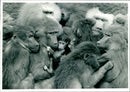 Animal Baboon. - Vintage Photograph