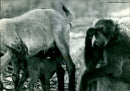 Animal Baboon. - Vintage Photograph