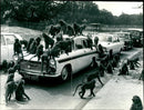 Baboons who are often up to monkey tricksat the main gate. - Vintage Photograph