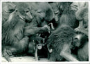 Animal Baboon. - Vintage Photograph