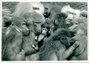 Animal Baboon. - Vintage Photograph