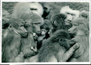 A 3 Week old Hamadryas Baboon. - Vintage Photograph
