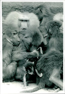 Animal Baboon. - Vintage Photograph