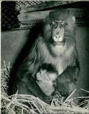 The Three day old baby Mandrill in its mother's arms. - Vintage Photograph