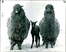 Alpacas Animal - Vintage Photograph