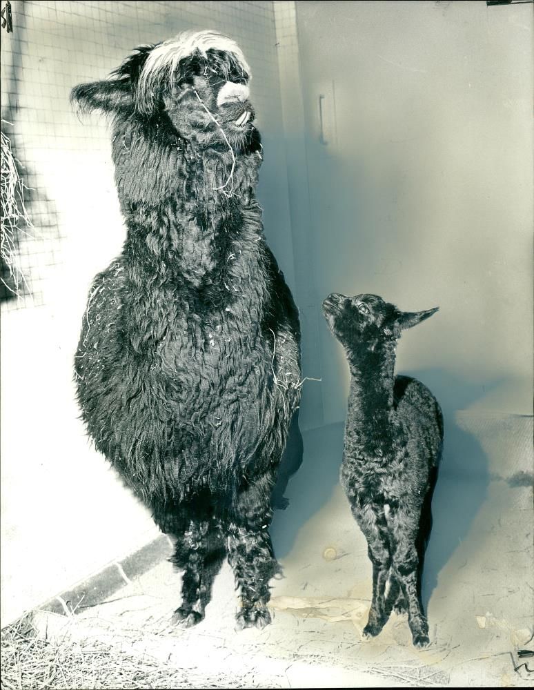 Alpacas Animal - Vintage Photograph