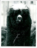 A cloe-up of the Alpacas Animal - Vintage Photograph