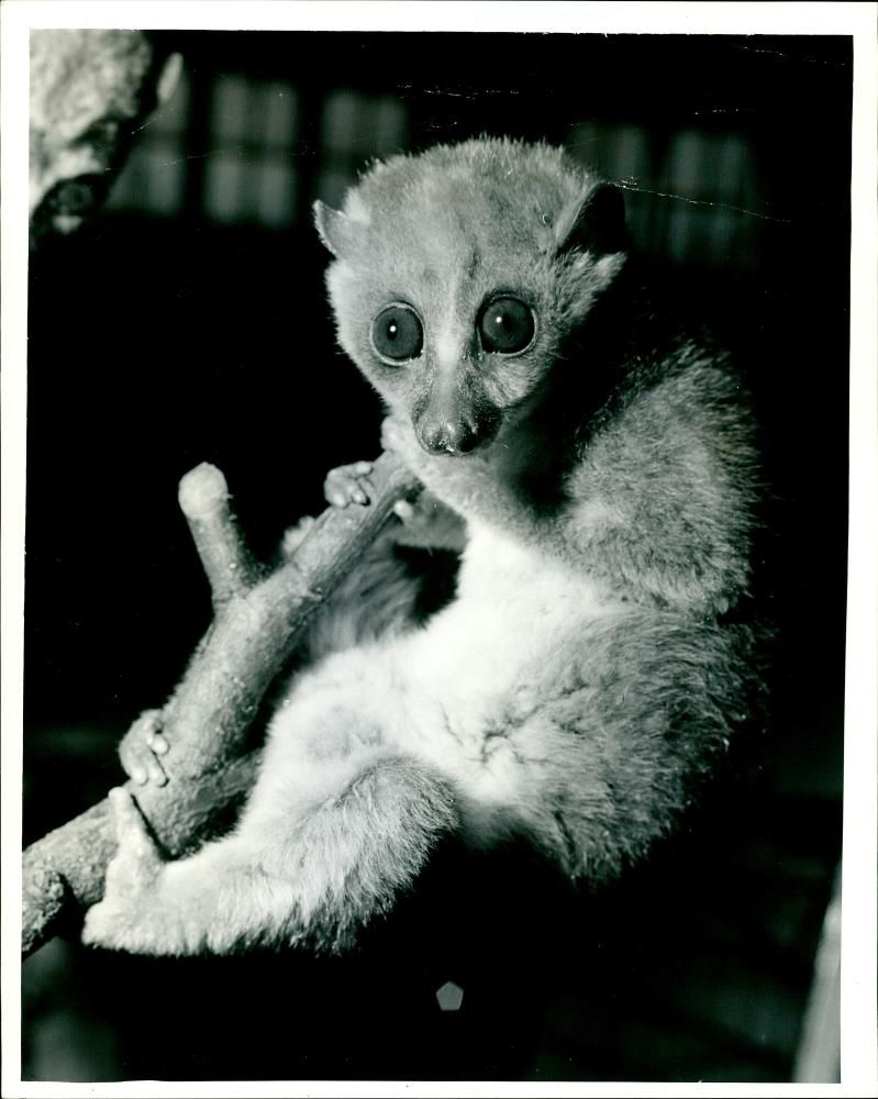 Animal: Angwantibo. - Vintage Photograph