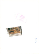 Animal Armadillo. - Vintage Photograph