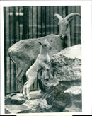 Animal Aoudad - Vintage Photograph