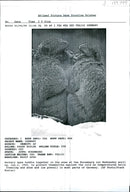 Barbary Apes huddle together in the Snow. - Vintage Photograph