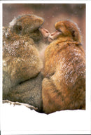 Barbary Apes huddle together in the Snow. - Vintage Photograph