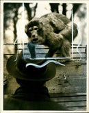 A Successful chase in Regent's Park. - Vintage Photograph