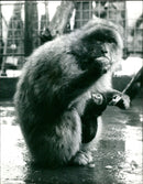 Barbary Ape Madeline Arrived with a Surprise. - Vintage Photograph