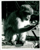 A Rock Ape in Gilbartar. - Vintage Photograph
