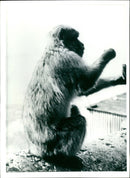 Animal The Gilbartar's Barbary Ape. - Vintage Photograph