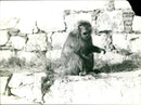 Gibraltar is The Only place in Europe where Barbary Ape found. - Vintage Photograph