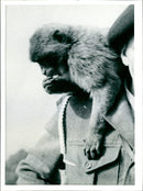 Animal Gibraltar's Barbary Ape. - Vintage Photograph