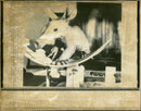 Aardvark Animal - Vintage Photograph