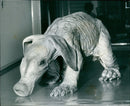 Aardvark Animal - Vintage Photograph
