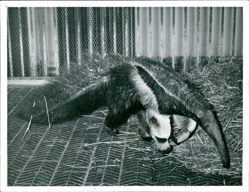 Anteater - Vintage Photograph