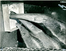Three giant Anteaters taking a meal at London Zoo - Vintage Photograph